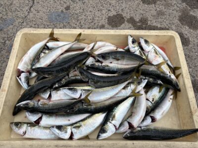 <p>小谷様　沖の北内向き　飛ばしサビキ　サバ27cmまで多数🎣タナは2〜3ヒロ</p>