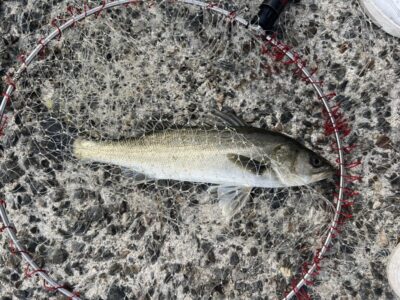 <p>レジェンド山本氏　沖の北　エビ撒き　9時前にハネGET✨</p>