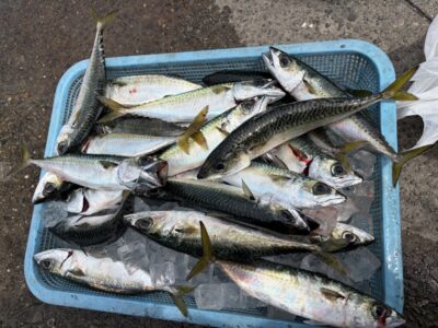 <p>島田マダム様　沖の北　飛ばしサビキ　サバ27cmまで多数♪♪タナ2〜3ヒロ</p>