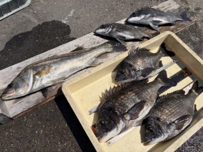 <p>大宅様　旧一文字白灯　エビ撒き　ハネ55.5cmとチヌ42cmまでを5枚🎣タナは3.5ヒロとの事で良型のバラしもあり、、💦</p>