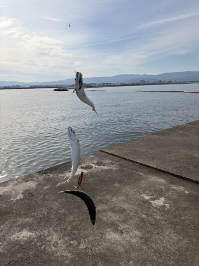 <p>沖の北　ジグサビキ　サバ27cmまで🎣太くて良いサバなのですがなかなか続かず、群れが目の前を通過した時に掛かるといった状況💦</p>