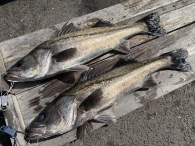 <p>鳩山様　旧一文字白灯　エビ撒き　ハネ62.1cmまで2匹🎣今月のハネダービー暫定1位✨</p>