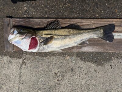 <p>山本様　旧一文字赤灯　エビ撒き　ハネ62.0cm🎣9時40分ごろにヒット♪♪</p>