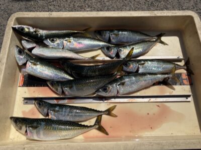 <p>小谷様　沖の北　飛ばしサビキ　サバ27cmまで🎣タナは底の方で釣れてましたが今日は渋い様子でした💦</p>