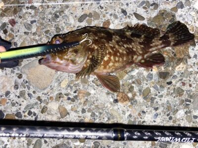 <p>釣れない猫様　中波止3番　パームス＝タイニースプラッシャーでガシラ🎣</p>