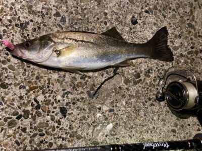 <p>釣れない猫様　中波止3番　メンボースリム　セイゴサイズGET🎣今年はこのサイズが多いようです！</p>