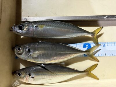 <p>レジェンド山本氏　沖の北　17時〜18時半まで　サビキ釣り　アジ24cmまで2匹とサバ🎣1匹は竿下でもう1匹は飛ばしで釣れたそうです♪♪</p>