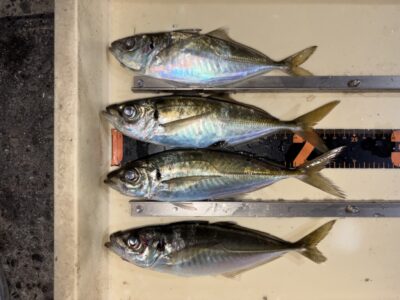 <p>北野様　沖の北　サビキ釣り  アジ23cmまで🎣13時〜14時間でしかアジは掛からず夕方は不発でした…</p>