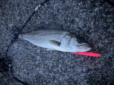 <p>レジェンド山本氏　中波止2番　メンボーでハネ🎣近くで別の方が良型を掛けしばらくやり取りしていたそうですが惜しくも外れたとのこと…💦セイゴサイズが多いですが大物は不意に来ます。</p>