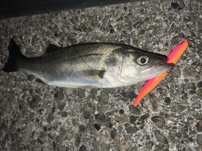 <p>レジェンド山本氏　中波止2番　メンボーでセイゴ🎣</p>