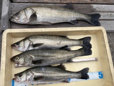 <p>大宅様　旧一文字赤灯　エビ撒き　ハネ58.1cmまでを4匹🎣</p>