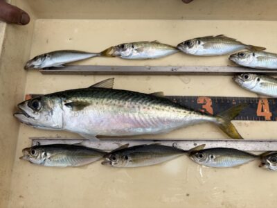 <p>高倉様　別撮り　サバ37cm🎣このサバが数釣れてくれたら良いですね♪♪</p>