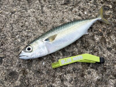 <p>沖の北　内向き　7時半頃に竿下で大サバ🎣単発でしたが40cm近いサイズ✨</p>