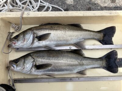 <p>川原様(旧一文字白灯)・三谷様(旧一文字赤灯)  エビ撒きでハネ45.5cm🎣</p>