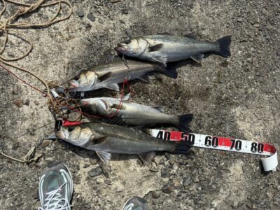 <p>旧一文字赤灯　エビ撒き🦐　岩田様(ハネ53cm)・岡本様(ハネ49cm)・徳山様(ハネ45cm)🎣赤灯周りも良くなって来ましたね〜♪♪</p>