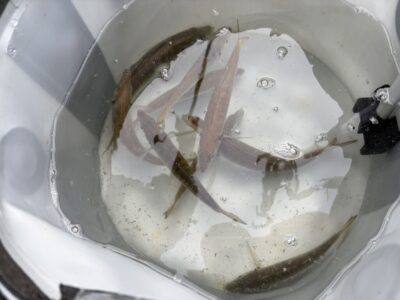 <p>芝様　沖の北先端内向き　サビキ釣り(竿下)  小アジ〜中アジ23cmまで🎣1番船で渡って6時頃までぽつぽつ釣れてました♪</p>