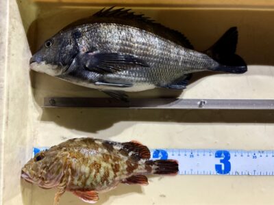 <p>池尾様　旧一文字赤灯　エビ撒き釣りでチヌ🎣</p><p>中波止② エビ撒き釣りでガシラ23cm🎣</p>