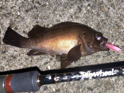 <p>釣れない猫様　旧一文字赤灯　メンボーFATをメバルが丸呑み🎣　撮影後リリース🐟</p>