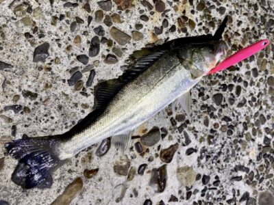 <p>池尾様　中波止②  メンボーでセイゴ🎣　撮影後リリース🐟</p>