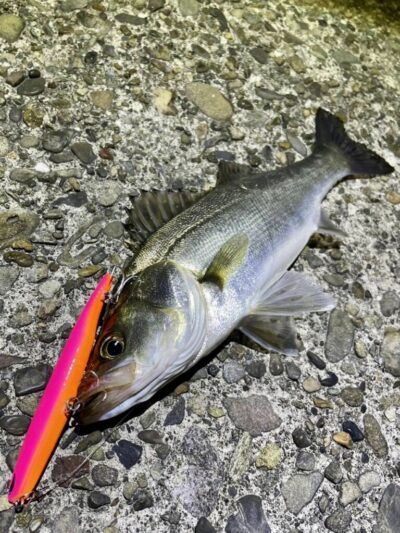 <p>上垣内様　中波止② メンボーでセイゴ🎣</p>