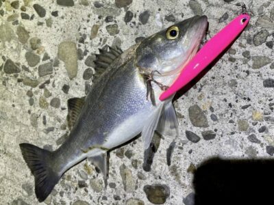 <p>上垣内様　中波止② メンボーでセイゴ2尾目🎣　全て撮影後リリース🐟</p>