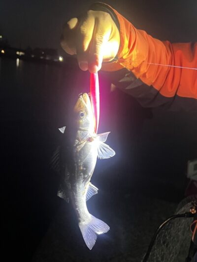 <p>バチ講習会参加者様の釣果① </p>