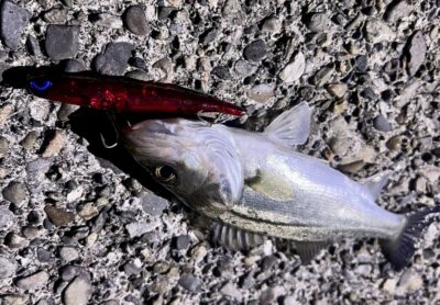 <p>バチ講習会参加者様の釣果②</p>