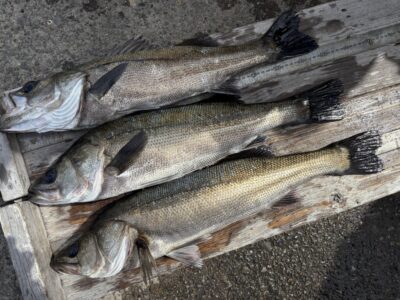 <p>福山様　ハネ🐟</p>