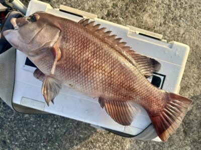 <p>福山様　カンダイ🐟</p>