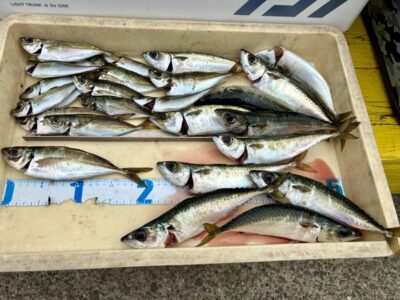 <p>小谷様　沖の北　サビキ釣りでサバ&アジ大漁🎣</p>
