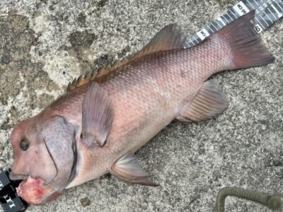 <p>ハネ研会長　福山様　沖の北　エビ撒き釣り　カンダイ62cm🎣　</p>