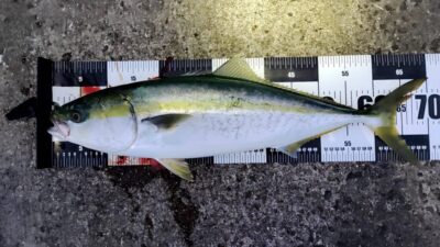 <p>ナッツ＆リュウ様　沖の北　ポンプ小屋奥　セットアッパーでメジロ！5時半頃にヒット！同じ頃にまわりでもけっこうアタリがあったそうです。</p>