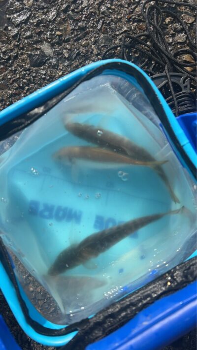 <p>沖の北内向き　足元サビキ　今日は小アジが少なめでした。カタクチとサッパの方が多い…。荒れ後はけっこうアジ期待できるんですが…。</p>