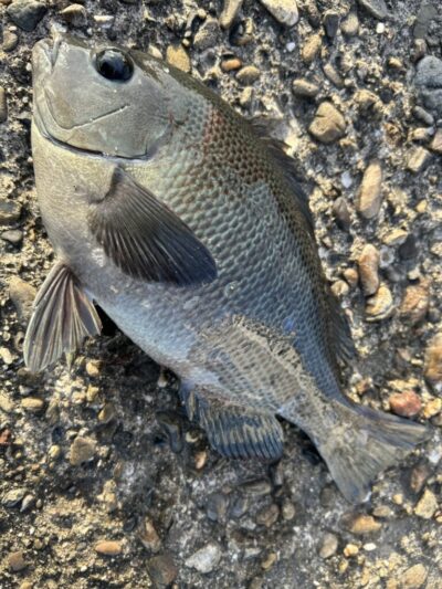 <p>旧一文字赤灯　先端外向き　エビ撒き釣りでグレが釣れてました♪まだ数は少ないようですが、これからですね。</p>