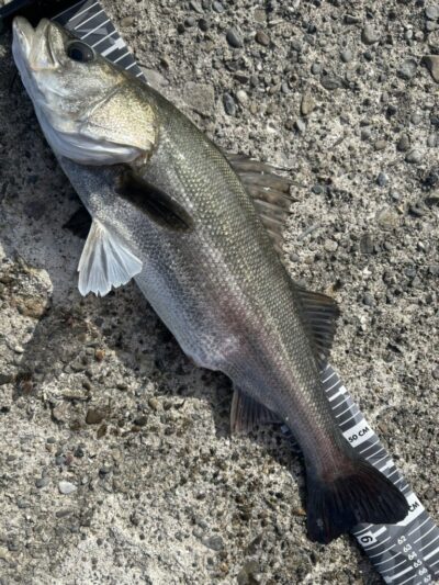<p>福山様　旧一文字赤灯　先端外向き　エビ撒き釣りでハネ！</p>