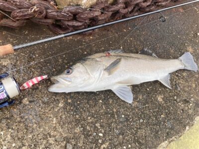 <p>今日もシーバスに逃げた釣れない猫様　沖の北　ジャックアイ・フリフリバイブでシーバス！足元ワカメの下に沢山います。</p>