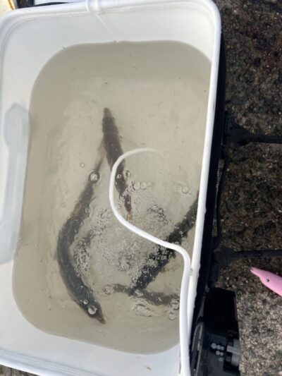 <p>沖の北内向き　足元サビキで小〜中アジ！5時くらいにちょっと釣れて後が続かないようでした。なかなか安定しませんね…。</p>