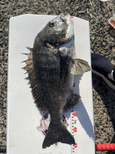 <p>北川様　沖の北　フカセ釣りでチヌ！</p>