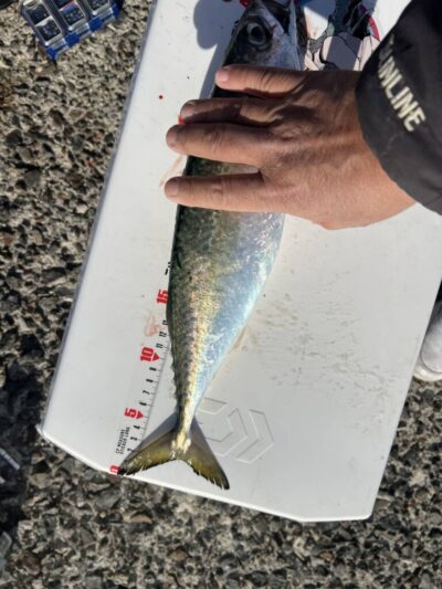 <p>レジェンド山本　沖の北内向き　飛ばしサビキで40cmくらいのサバ！</p>
