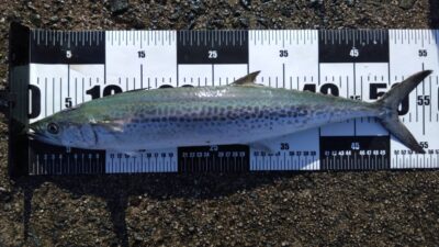 <p>ひさだこ様　沖の北　ジグパラで56cmのサゴシ！7時すぎにボトムからシャクって中層でヒット！</p>