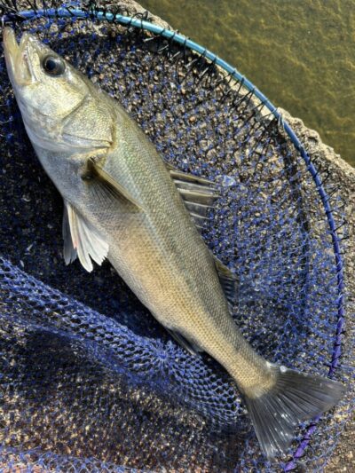 <p>福山様　沖の北　ブツエビ撒き釣りでハネ3つ！タナ1.5ヒロ　ワカメの下</p>