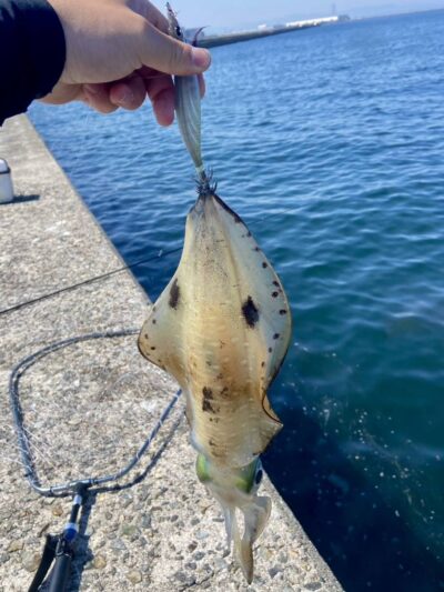 <p>Wami様　沖の北奥の方の外向き　エギングでアオリイカ！！！9時40分にヒット！</p><p>毎年この時期アオリイカの目撃情報が入ります♪こないだも大型が3つ群れで泳いでいたそう…。</p><p>昨年はルアーで釣ってる方もいましたね。</p><p>今回は本気のエギング♪お見事！</p>