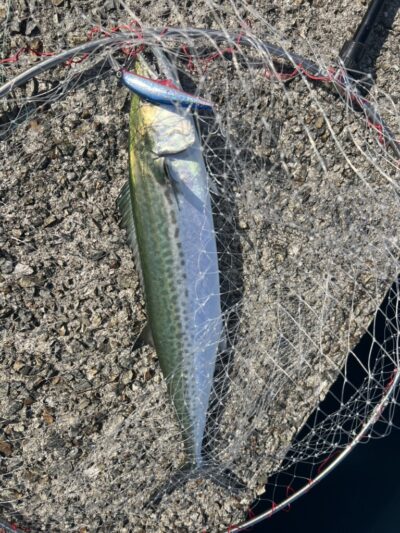 <p>沖の北　サゴシもちょっとまわってます♪</p><p>早朝奥の方でサワラもかかってたようです。猛ダッシュの後切られたみたい…。</p><p>&nbsp;</p>