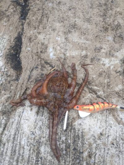 <p>坪井様　沖の北　タコエギでタコ🐙</p>