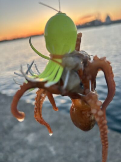 <p>ひまわり🌻様　旧一文字　竿下タコジグで新子タコ🐙撮影後リリース</p><p>新子もちょっと出始めました♪</p><p>梅雨明けくらいまで大ダコ狙えます。6月中旬苦潮が来始めると新子も増えてきますよ。</p>