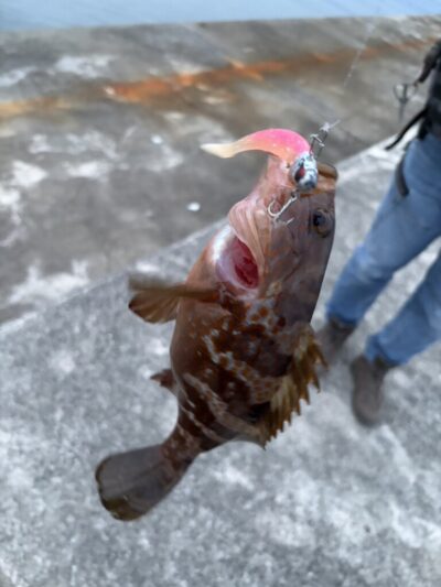 <p>⑨中村様　沖の北　VJでアコウ！ショアジギの合間にVJでシーバス・根魚ありですね♪</p>