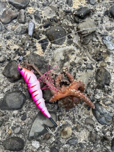 <p>赤坂様　旧一文字赤灯　蛸電タコエギで新子タコ🐙2つ♪</p>