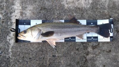 <p>久田様　沖の北　5時すぎにセットアッパーでスズキ83cm！朝一青物ヒットかと思いきや…。80オーバーもなかなか釣れないのでこれはこれでナイスかと。</p>