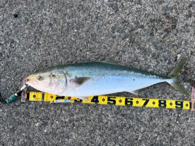 <p>まなきち様　沖の北　セットアッパーでブリ97cm！5時すぎにヒット！先端付近</p><p>お連れ様もアタリあり、右横の方も同じタイミングでヒットしたんですが針外れ…。</p><p>今朝は北東でほどよく風があって、ベイトも沢山いました。</p>