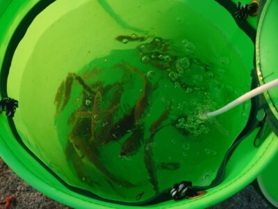 <p>沖の北オイルフェンス周辺内向き　足元サビキで豆〜小アジ！</p><p>今日は豆アジ多めですが、小アジもぼちぼち♪昨日よりはかなり良かったです。ムラが激しい…。</p><p>&nbsp;</p>
